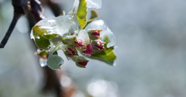 Mrazy v noci na dnešek způsobily ovocnářům škody za stovky milionů korun