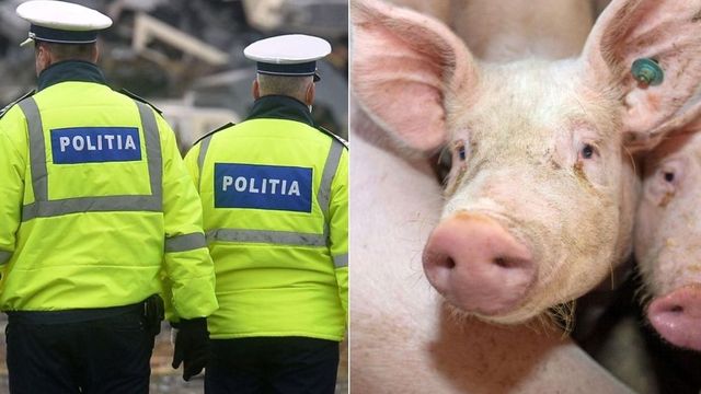 Mai mulți polițiști din Giurgiu au făcut cereri pentru a primi porci de Crăciun în funcție de vechime