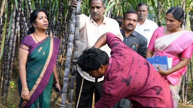 Sugarcane for pongal gift hampers inspected in plantations