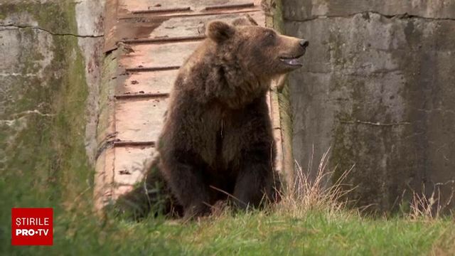 Două treimi din mesajele Ro-Alert emise în acest an au vizat prezența urșilor