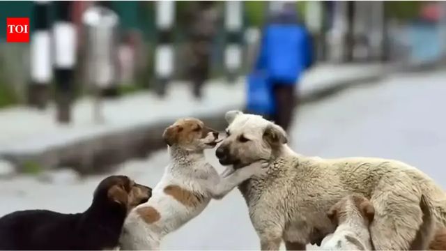 Supreme Court Refuses To Modify Order On Removing Stray Dogs From Public Institutions