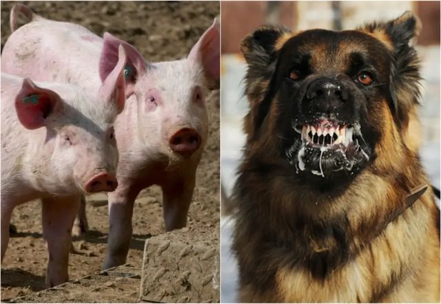 Un nou focar de pestă porcină și trei de rabie, înregistrate în Republica Moldova