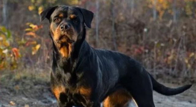 Azzannati dal rottweiler della nonna a Roma, gravi due bimbi