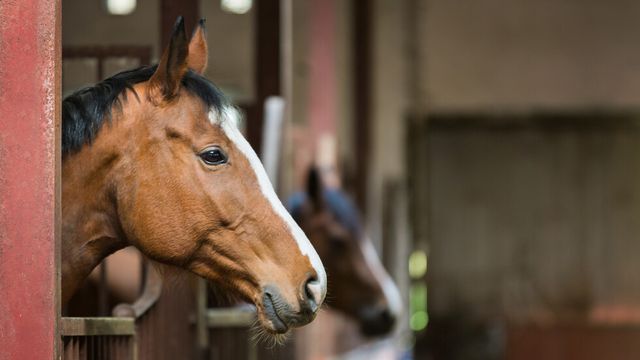 Седем коня изгоряха при пожар в база във Варна
