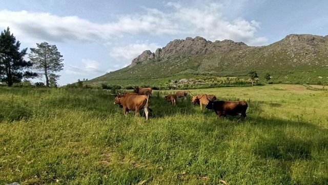 Brigadas forestales de vacas, ovejas y cabras, la otra forma de frenar incendios