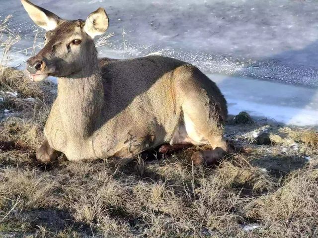 Căprioară rănită la Ștefan Vodă, salvată de inspectorii de mediu