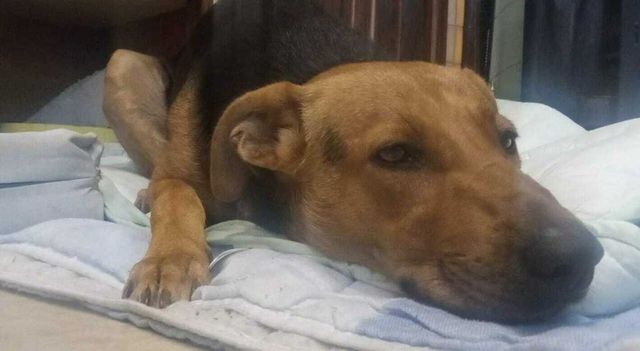 Crispiano, picchiano e accoltellano un cane perché voleva giocare con loro: caccia al branco