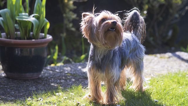 Жена призна, че изхвърлила кучето си от шестия етаж на блок в Несебър, защото било болно