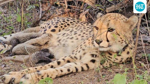 Mukhi Becomes First India-Born Cheetah To Give Birth To Five Cubs At Kuno National Park