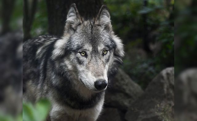 8-Year-Old Boy, Playing Outside House, Injured In Fresh Wolf Attack In UP