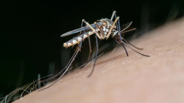 Sanidad confirma dos nuevos casos de fiebre del Nilo en Sevilla