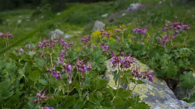 Пожарникари спасиха ирландска туристка със счупен крак край Смолян