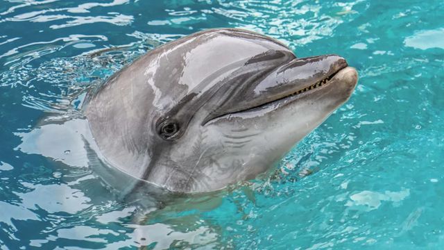 Muere en Valencia Echo, una de las delfinas rescatadas de Canadá, tras un rápido deterioro de su salud