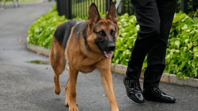 Un câine de-al președintelui Joe Biden face dezastru la Casa Albă. Cum a ajuns un agent Secret Service a ajuns la spital