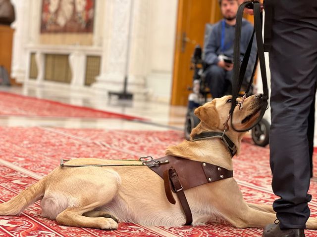 Persoanele cu handicap vor putea fi însoțite de câinele ghid în toate spațiile publice