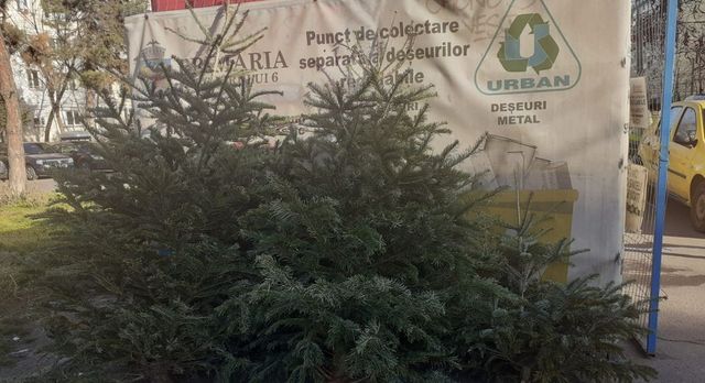 Brazii de sărbători din Chișinău vor fi colectați separat și reciclați