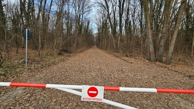 Romsilva a închis oficial drumul prin Pădurea Băneasa. Accesul auto, din nou interzis pe calea forestieră