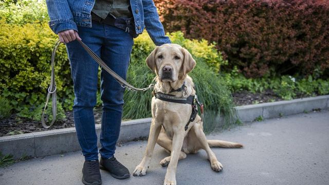 Póráz nélkül is sétáltathatók lesznek a segítő kutyák