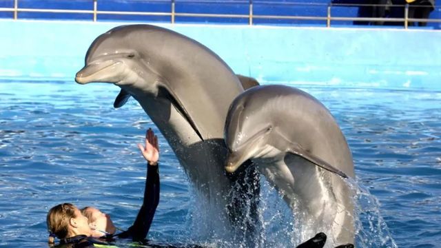 El zoo de Madrid dice adiós a sus delfines