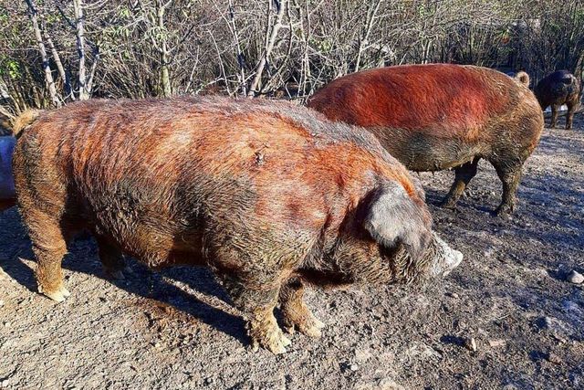 Termenul limită pentru sprijinirea crescătorilor de porci Bazna și Mangalița, prelungit