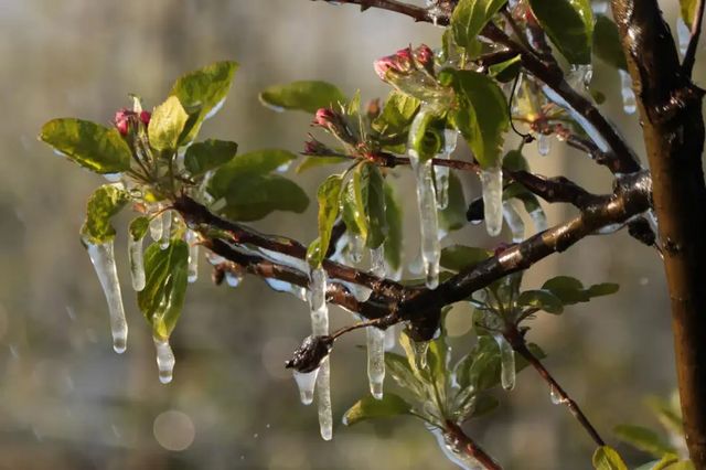 Cod galben de înghețuri emis pentru perioada 3-4 mai: temperaturi de până la -3 grade