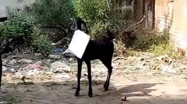Man runs after goat as it escapes with office files in viral video from Kanpur. Watch