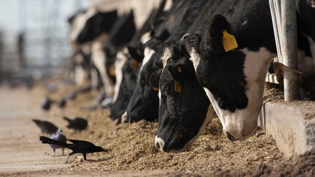 Un estudio apunta a que el virus de la gripe aviar se puede transmitir a través de la leche de vacas infectadas