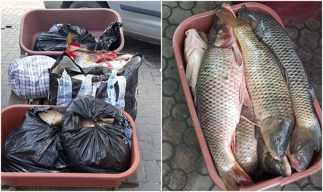 Transportarea peștelui viu în mai multe regiuni ale țării. Ce încălcări au depistat inspectorii ANSA