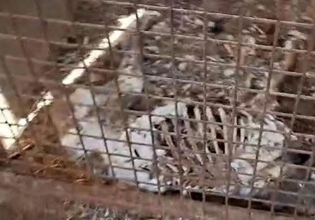 La Guardia Civil encuentra 32 perros muertos en una finca de Badajoz