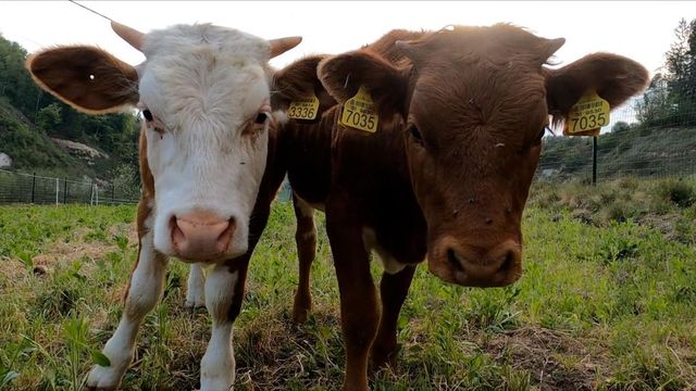 Răspândirea gripei aviare la vaci reprezintă un pas periculos pentru oameni