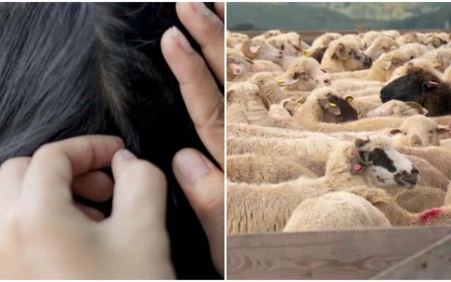 Două fetițe din Satu Mare, mama și bunica lor au ajuns la spital după ce s-au spălat cu soluție pentru deparazitarea oilor