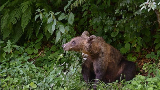 Erdélyben puskavégre került az emberre támadó medve