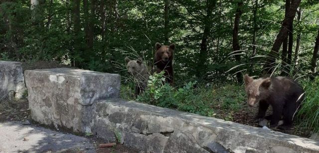 Femeie amendată pentru fotografierea unei ursoaice cu pui la barajul Vidraru