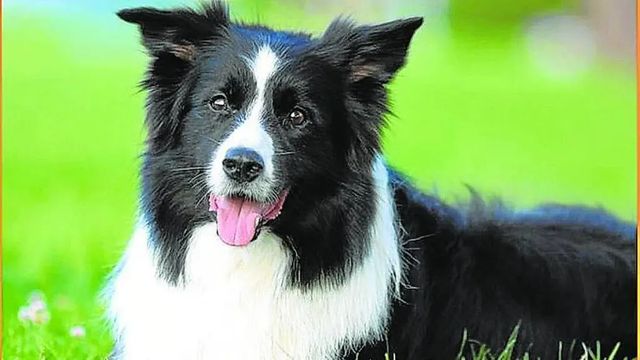 Encuentran diez cachorros de Border Collie muertos en un contenedor de Castro Urdiales