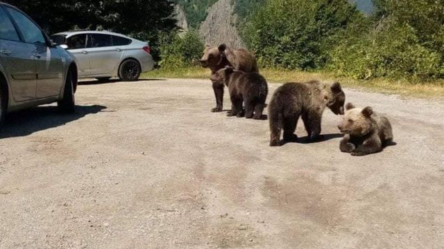 Un urs s-a urcat pe o mașină, pe un traseu frecventat de turiști din Munții Făgăraș
