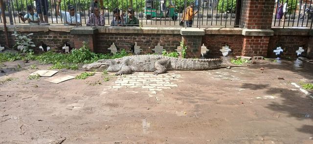 Not Just Floods, Vadodara Is Also Fighting Crocodiles After Gujarat Rain