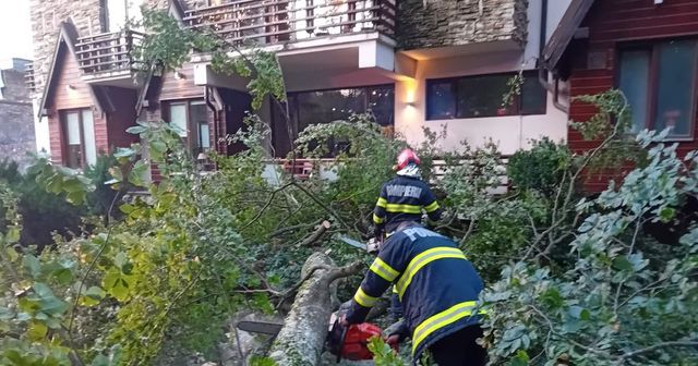 Două femei au ajuns la spital după ce au fost lovite de un copac care s-a prăbușit în Sectorul 2