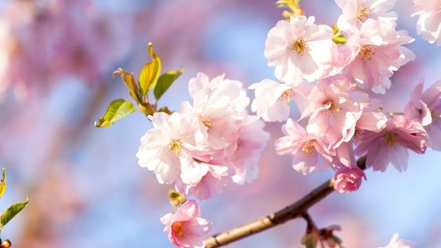 Temperaturi ridicate în toată țara. Află prognoza meteo pentru ziua de azi