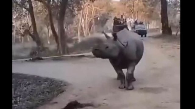 Woman, daughter fall from safari in front of rhinos in Kaziranga