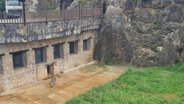 Un leopardo persa de Cabárceno se escapa del recinto y tiene que ser abatido