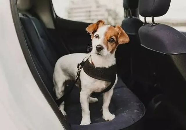 Lo que hay que usar, y lo que no, a la hora de llevar a nuestra mascota en el coche