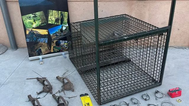 Tres detenidos por matar depredadores, un lince entre ellos, para aumentar la caza menor en un coto de Cuenca