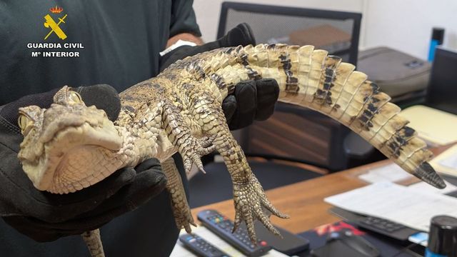Identificados dos hombres que liberaron un caimán yacaré en el pantano de Almansa