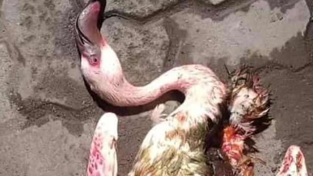 29 Flamingos Killed In Mumbai After Emirates Flight Suffers Bird Hit, Probe Ordered