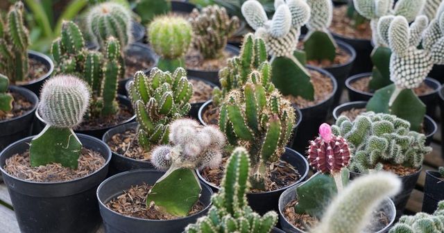 Češi v Brazílii čelí obvinění z pašování kaktusů, je s nimi vedeno soudní řízení