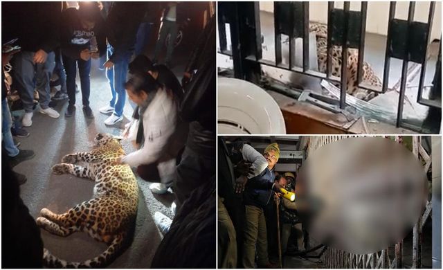 Un leopard a intrat într-un tribunal din India și a atacat șase persoane