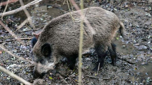 Las autoridades confirman tres nuevos casos positivos de peste porcina en Barcelona, hasta un total de 16