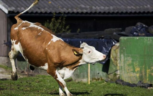 Un focar de gripă aviară a fost confirmat la Telenești