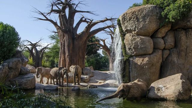 Muere Miri, una de las elefantas del Bioparc Valencia, tras un trágico accidente en el parque