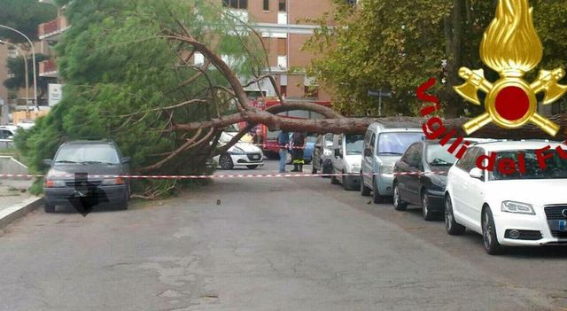 Cade un albero a Roma, morta una donna